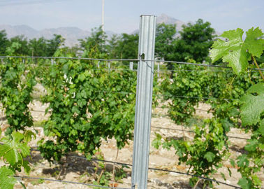 Long Lasting Metal Line Vineyard Posts Different Surface Treatment Optional