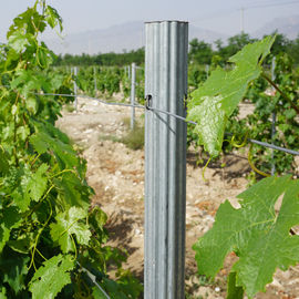 Spain Style Grape Manor Metal Vineyard Trellis Posts 2.4m H For Vine Plants