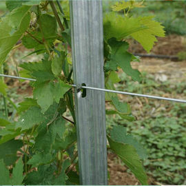 Spain Style Grape Manor Metal Vineyard Trellis Posts 2.4m H For Vine Plants