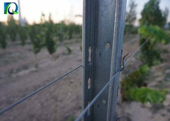 Postes galvanizados del enrejado del viñedo de los 50x40MM para el jardín grande del vino