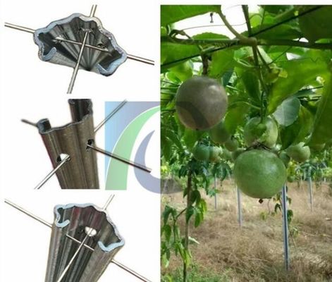 Enrejado de la vid de uva del metal de 275G/M2 los 2.4M Height 1.5m m para la huerta