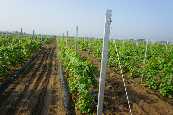 tipo galvanizado los 8ft postes del agujero de H del enrejado del viñedo de 2m m