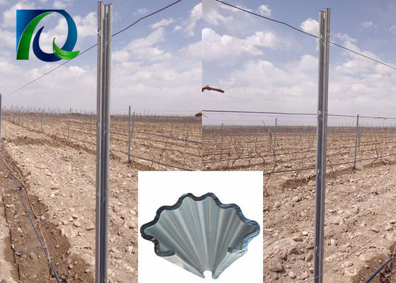 Postes galvanizados calientes del enrejado del viñedo del metal el C 275G/M2