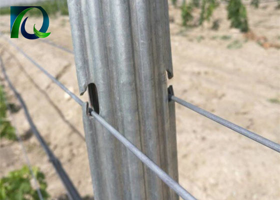 Postes del enrejado del viñedo del metal el 1.8m del acero para el alambre de 1.6-3.0M M