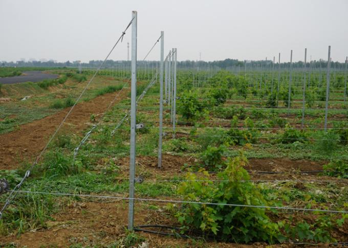 La línea del viñedo de la participación de la uva del viñedo de las plantas de vid fija caliente sumergida galvanizado