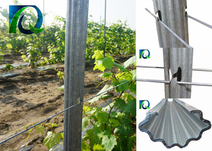 enrejado de acero de la ayuda de Posts Grape Vine de la cerca del viñedo de los 54x30MM a prueba de mal tiempo