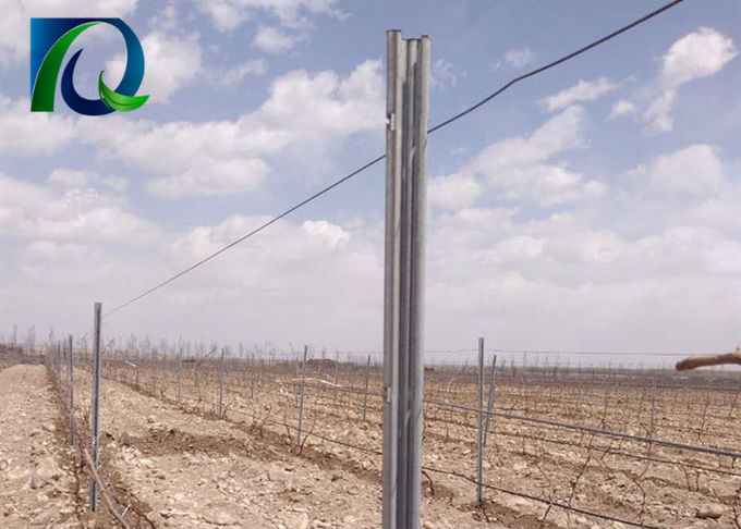enrejado de acero de la ayuda de Posts Grape Vine de la cerca del viñedo de los 54x30MM a prueba de mal tiempo